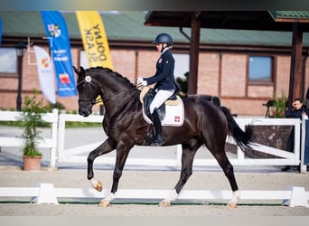 Polnisches Sportpferd, Wallach, 11 Jahre, 180 cm, Rappe