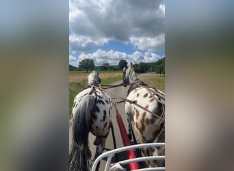 Polnisches Sportpferd, Wallach, 12 Jahre, 160 cm, Tigerschecke