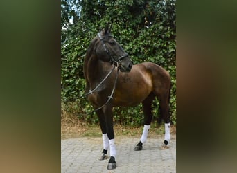 Polnisches Sportpferd, Wallach, 12 Jahre, 165 cm, Rappe
