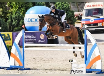 Polnisches Sportpferd, Wallach, 12 Jahre, 167 cm, Brauner