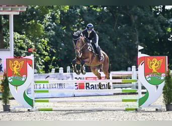 Polnisches Sportpferd, Wallach, 12 Jahre, 167 cm, Rotbrauner