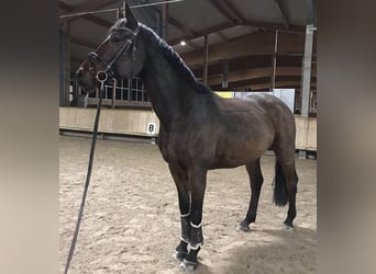 Polnisches Sportpferd, Wallach, 12 Jahre, 168 cm, Brauner