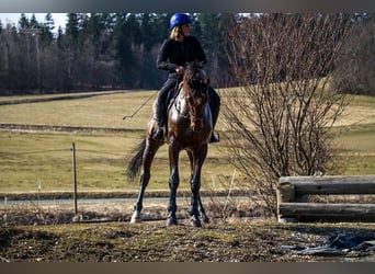 Polnisches Sportpferd, Wallach, 12 Jahre, 170 cm, Brauner