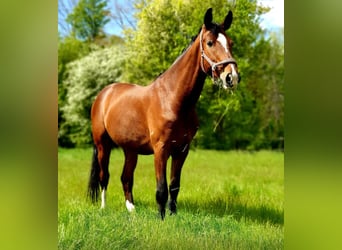 Polnisches Sportpferd, Wallach, 12 Jahre, 172 cm, Brauner