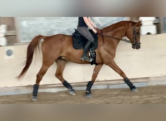 Polnisches Sportpferd, Wallach, 12 Jahre, 175 cm, Fuchs