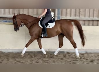 Polnisches Sportpferd, Wallach, 12 Jahre, 175 cm, Fuchs