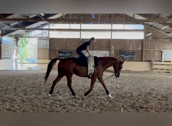 Polnisches Sportpferd, Wallach, 12 Jahre, 175 cm, Fuchs