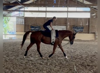 Polnisches Sportpferd, Wallach, 12 Jahre, 175 cm, Fuchs
