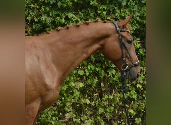 Polnisches Sportpferd, Wallach, 12 Jahre, 175 cm, Fuchs