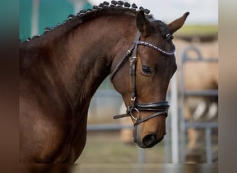 Polnisches Sportpferd, Wallach, 13 Jahre, 156 cm, Brauner