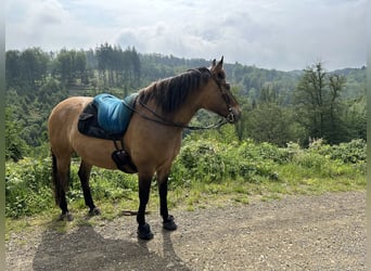 Polnisches Sportpferd, Wallach, 13 Jahre, 156 cm, Falbe