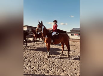 Polnisches Sportpferd, Wallach, 13 Jahre, 168 cm, Brauner