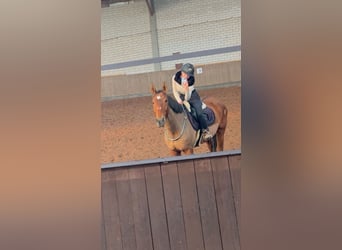 Polnisches Sportpferd, Wallach, 13 Jahre, 168 cm, Brauner