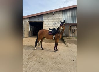 Polnisches Sportpferd, Wallach, 13 Jahre, 168 cm, Brauner