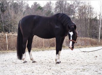 Polnisches Sportpferd, Wallach, 13 Jahre, 169 cm, Rappe