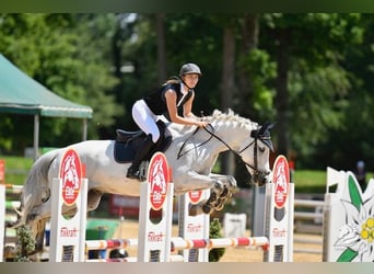 Polnisches Sportpferd, Wallach, 14 Jahre, 168 cm, Apfelschimmel