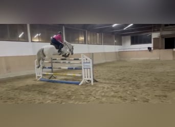 Polnisches Sportpferd, Wallach, 14 Jahre, 168 cm, Apfelschimmel