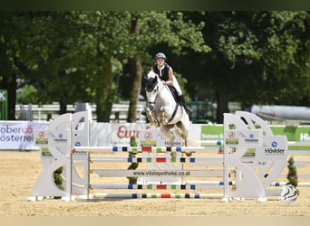 Polnisches Sportpferd, Wallach, 14 Jahre, 168 cm, Apfelschimmel