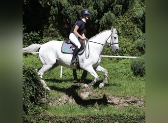 Polnisches Sportpferd, Wallach, 14 Jahre, 168 cm, Apfelschimmel