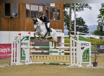 Polnisches Sportpferd, Wallach, 14 Jahre, 168 cm, Apfelschimmel