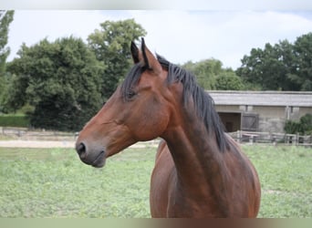 Polnisches Sportpferd, Wallach, 15 Jahre, 160 cm, Brauner