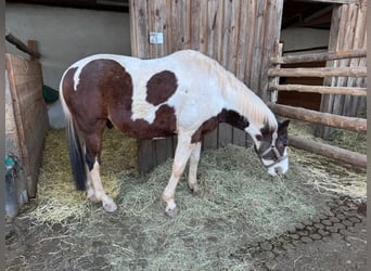 Polnisches Sportpferd, Wallach, 16 Jahre, 156 cm, Tobiano-alle-Farben