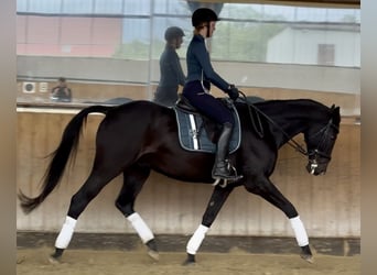Polnisches Sportpferd, Wallach, 16 Jahre, 164 cm, Dunkelbrauner