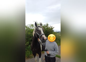 Polnisches Sportpferd, Wallach, 16 Jahre, 164 cm, Schecke
