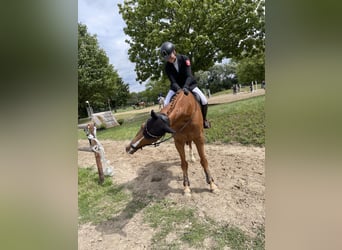 Polnisches Sportpferd, Wallach, 16 Jahre, 165 cm, Fuchs