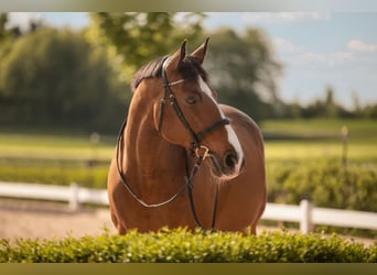 Polnisches Sportpferd, Wallach, 17 Jahre, 163 cm, Hellbrauner