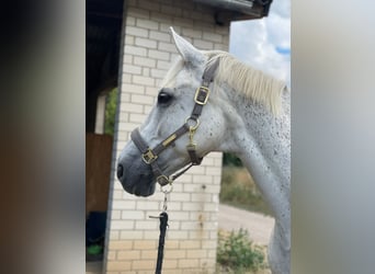 Polnisches Sportpferd, Wallach, 18 Jahre, 162 cm, Schimmel