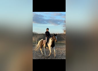 Polnisches Sportpferd, Wallach, 18 Jahre, 170 cm, Schecke
