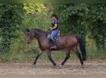 Polnisches Sportpferd Mix, Wallach, 19 Jahre, 165 cm, Brauner