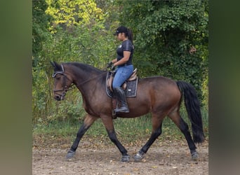 Polnisches Sportpferd, Wallach, 19 Jahre, 168 cm, Brauner