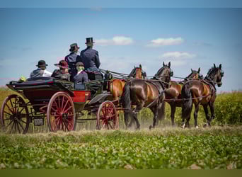 Polnisches Sportpferd, Wallach, 19 Jahre, 169 cm, Dunkelbrauner