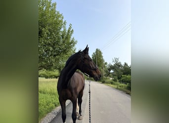 Polnisches Sportpferd, Wallach, 21 Jahre, 178 cm, Schecke