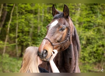 Polnisches Sportpferd, Wallach, 23 Jahre, 182 cm, Brauner