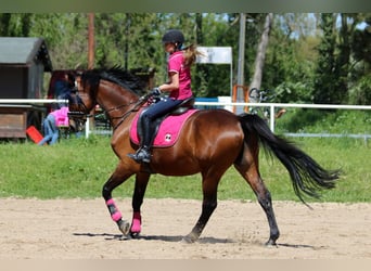 Polnisches Sportpferd, Wallach, 27 Jahre, 168 cm, Brauner