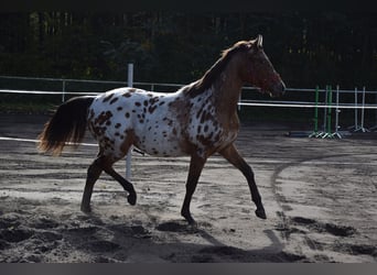 Polnisches Sportpferd, Wallach, 2 Jahre, 165 cm, Tigerschecke
