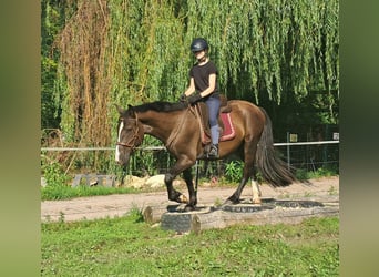 Polnisches Sportpferd, Wallach, 3 Jahre, 148 cm, Dunkelbrauner