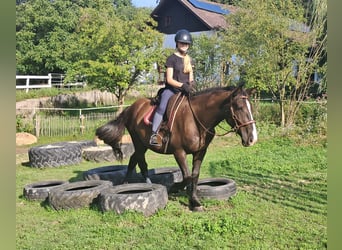 Polnisches Sportpferd, Wallach, 3 Jahre, 148 cm, Dunkelbrauner