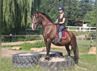 Polnisches Sportpferd, Wallach, 3 Jahre, 148 cm, Dunkelbrauner