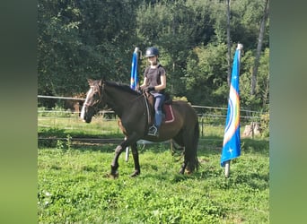Polnisches Sportpferd, Wallach, 3 Jahre, 148 cm, Dunkelbrauner