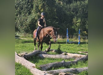 Polnisches Sportpferd, Wallach, 3 Jahre, 148 cm, Dunkelbrauner