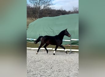 Polnisches Sportpferd, Wallach, 3 Jahre, 166 cm, Dunkelbrauner