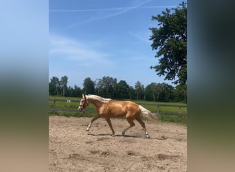Polnisches Sportpferd Mix, Wallach, 3 Jahre, 169 cm, Palomino