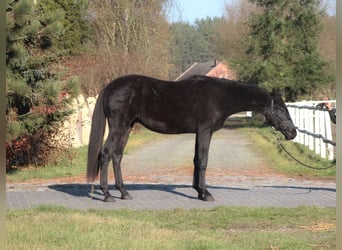 Polnisches Sportpferd, Wallach, 3 Jahre, 175 cm, Rappe