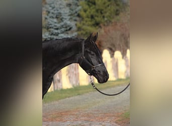 Polnisches Sportpferd, Wallach, 3 Jahre, 175 cm, Rappe