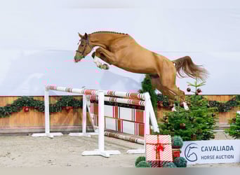 Polnisches Sportpferd, Wallach, 3 Jahre, Fuchs