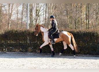 Polnisches Sportpferd, Wallach, 4 Jahre, 159 cm, Schecke